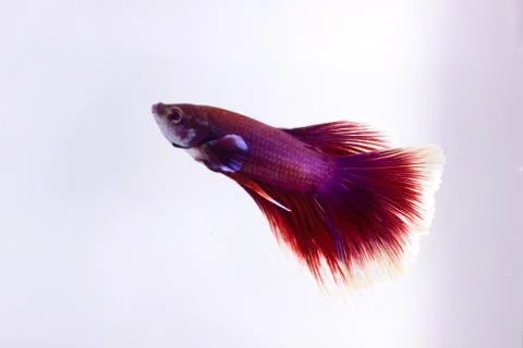 Red halfmoon betta fish. The betta fish is predominantly red in a little othe Stock Photos
