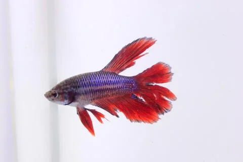 Red halfmoon betta fish. The betta fish is predominantly red in a little othe Stock Photos
