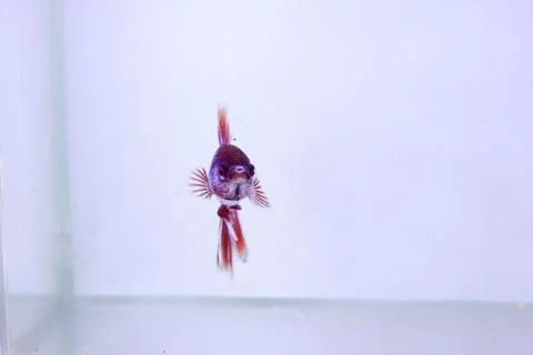 Red halfmoon betta fish. The betta fish is predominantly red in a little othe Stock Photos