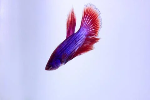Red halfmoon betta fish. The betta fish is predominantly red in a little othe Stock Photos