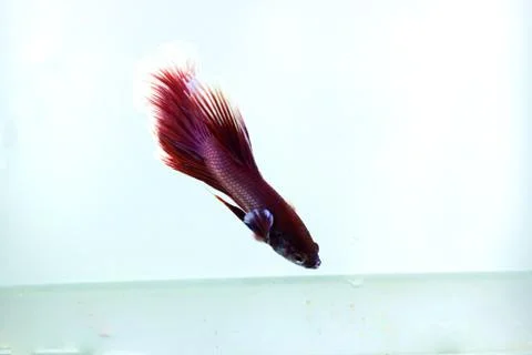 Red halfmoon betta fish. The betta fish is predominantly red in a little othe Foto stock