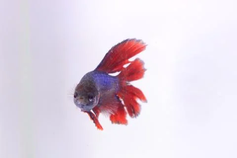 Red halfmoon betta fish. The betta fish is predominantly red in a little othe Stock Photos