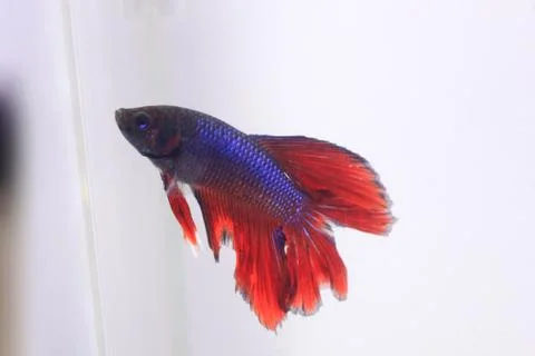 Red halfmoon betta fish. The betta fish is predominantly red in a little othe Stock Photos
