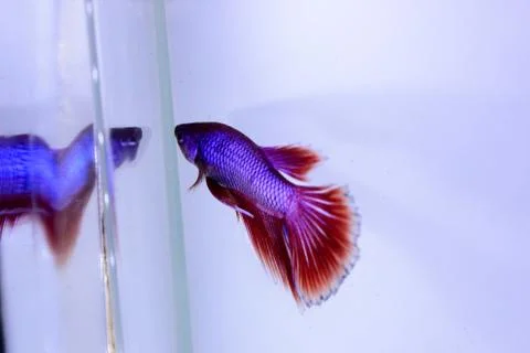 Red halfmoon betta fish. The betta fish is predominantly red in a little othe Stock Photos