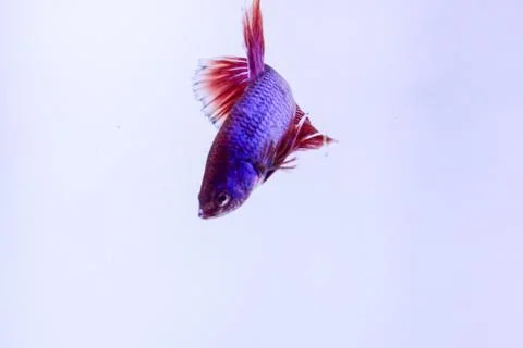 Red halfmoon betta fish. The betta fish is predominantly red in a little othe Stock Photos