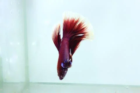 Red halfmoon betta fish. The betta fish is predominantly red in a little othe Stock Photos