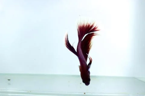 Red halfmoon betta fish. The betta fish is predominantly red in a little othe Stock Photos