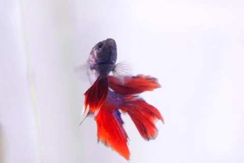 Red halfmoon betta fish. The betta fish is predominantly red in a little othe Stock Photos