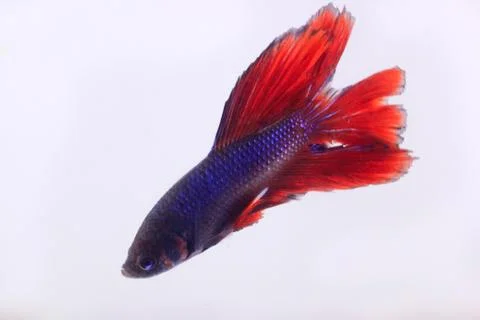 Red halfmoon betta fish. The betta fish is predominantly red in a little othe Stock Photos