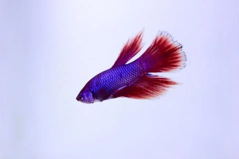 Red halfmoon betta fish. The betta fish is predominantly red in a little othe Stock Photos