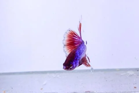 Red halfmoon betta fish. The betta fish is predominantly red in a little othe Stock Photos