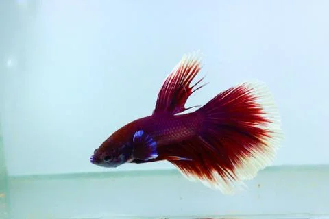 Red halfmoon betta fish. The betta fish is predominantly red in a little othe Foto stock