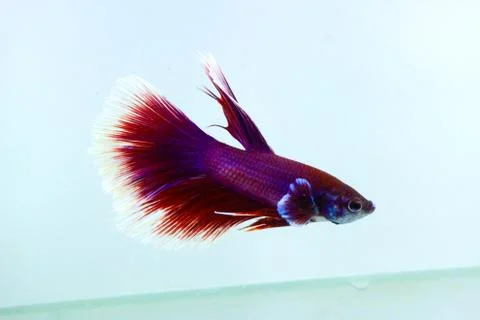 Red halfmoon betta fish. The betta fish is predominantly red in a little othe Stock Photos