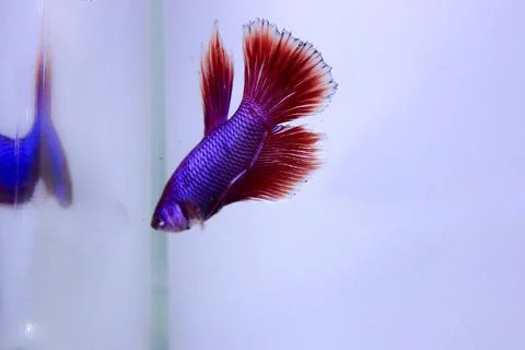 Red halfmoon betta fish. The betta fish is predominantly red in a little othe Foto stock