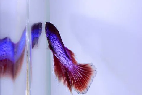 Red halfmoon betta fish. The betta fish is predominantly red in a little othe Stock Photos