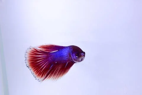 Red halfmoon betta fish. The betta fish is predominantly red in a little othe Stock Photos