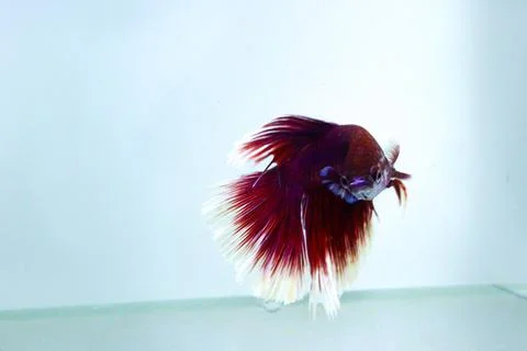 Red halfmoon betta fish. The betta fish is predominantly red in a little othe Foto stock