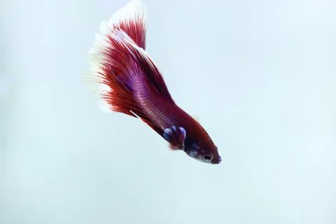 Red halfmoon betta fish. The betta fish is predominantly red in a little othe Stock Photos