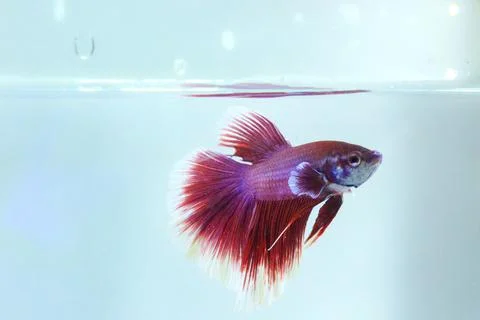 Red halfmoon betta fish. The betta fish is predominantly red in a little othe Foto stock