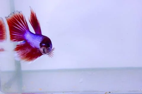 Red halfmoon betta fish. The betta fish is predominantly red in a little othe Stock Photos