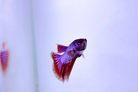 Red halfmoon betta fish. The betta fish is predominantly red in a little othe Stock Photos