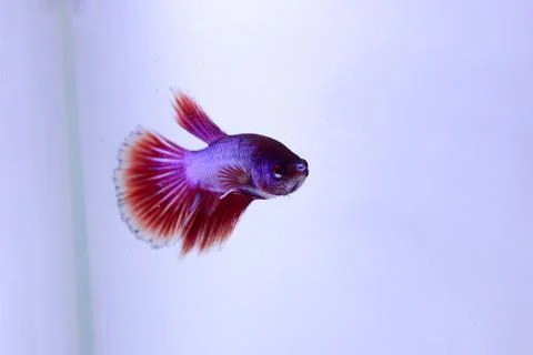 Red halfmoon betta fish. The betta fish is predominantly red in a little othe Stock Photos