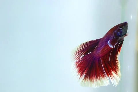 Red halfmoon betta fish. The betta fish is predominantly red in a little othe Stock Photos