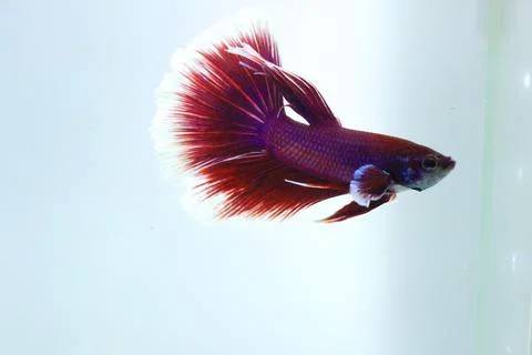 Red halfmoon betta fish. The betta fish is predominantly red in a little othe Foto stock