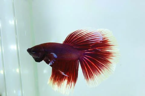 Red halfmoon betta fish. The betta fish is predominantly red in a little othe Foto stock