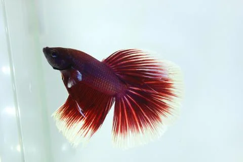 Red halfmoon betta fish. The betta fish is predominantly red in a little othe Stock Photos