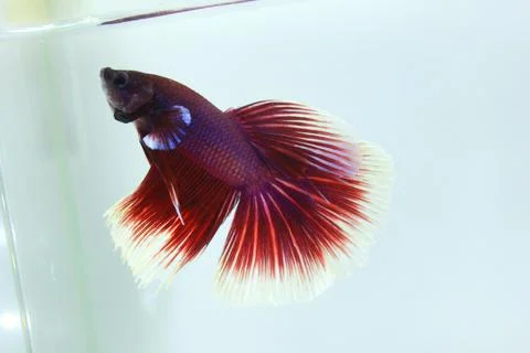 Red halfmoon betta fish. The betta fish is predominantly red in a little othe Fotos de archivo