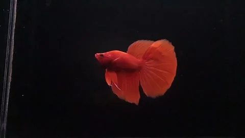 Red Halfmoon Betta Fish 動画素材 196270723