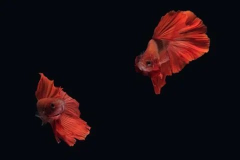 Red Halfmoon Rosetail betta siamese fighting fish isolated on black background Foto stock