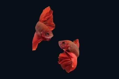 Red Halfmoon Rosetail betta siamese fighting fish isolated on black background Stock Photos