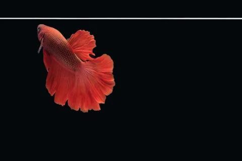 Red Halfmoon Rosetail betta siamese fighting fish isolated on black background Stock Photos