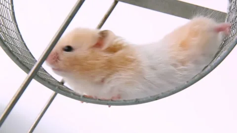Red hamster is endlessly running on a wheel, caught in the metaphorical rat race Vídeo Stock 235360341