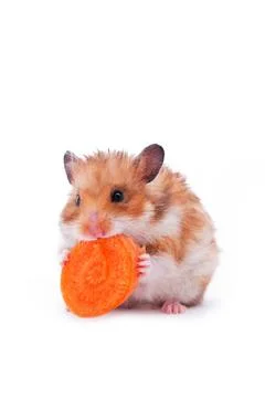 Red hamster on white close up shot of red hamster on white background Copy... Stockfoto's