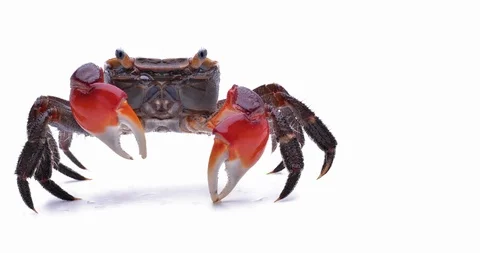 Red hand crab Stock Footage 127474557
