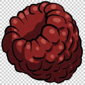 Red hand drawn raspberry, berry, on transparent background Stock Illustration