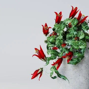 Red Hanging Flower isolated on white background Stock Illustration