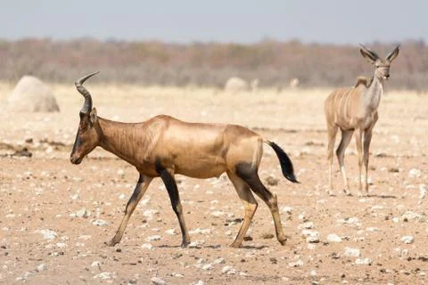 Red Hardebeest Stock Photos