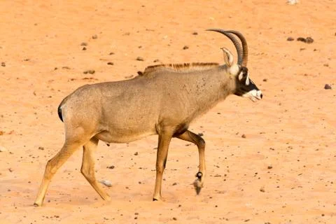 Red Hardebeest Stock Photos