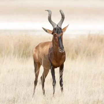 Red Hardebeest Stock Photos