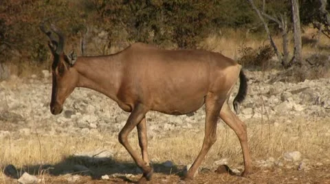 Red hartbeeest Stock Footage 12133143