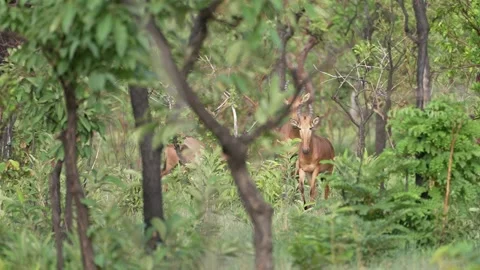 Red Hartebeast Group - Slow Motion Stock Footage 158985573