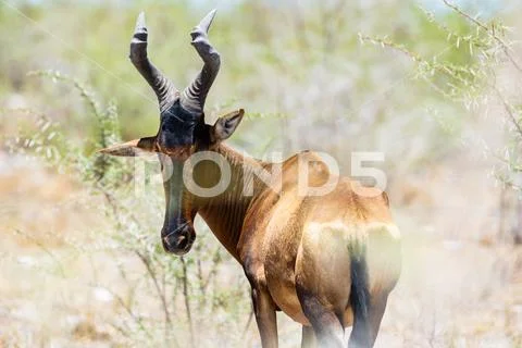 Red Hartebeest In The African Bush Stock Photos