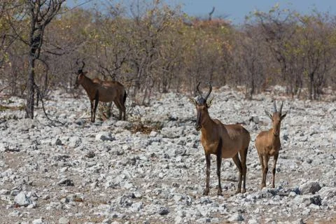 Red hartebeest (Alcelaphus buselaphus) Foto stock