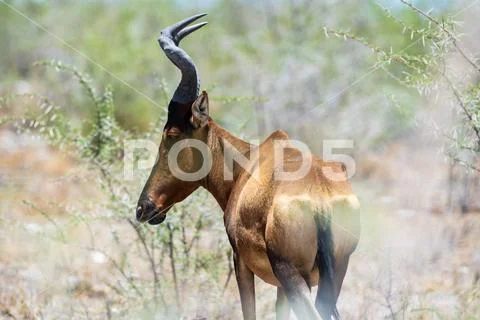 Red Hartebeest In The Bush Stock Photos