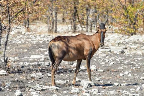 Red hartebeest - Etosha, Namibia Foto stock