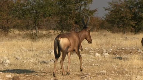 Red hartebeest Stock Footage 12133161